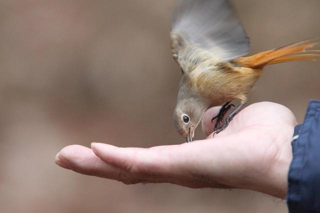 冬の鳥スレ<br />この季節に一度は見る鳥<br />スレ画はハクセキレイの画像２０枚目！