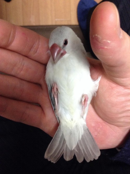 文鳥飼ってるけど質問あるよねの画像_201402241521_6