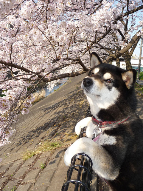 駄犬「ごすずん！さくらがさきはじめた」の画像２枚目！