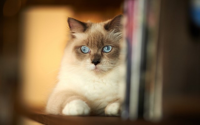 猫のきれいな画像を貼るよーの画像６７８枚目！