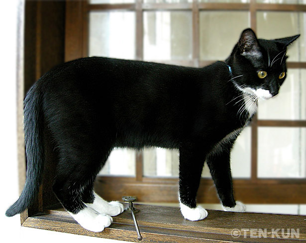 黒猫の最大の魅力の画像２３枚目！