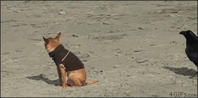 駄犬「ごすずん！さくらがさきはじめた」の画像２９枚目！