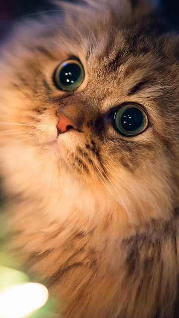 猫のきれいな画像を貼るよーの画像１７６枚目！