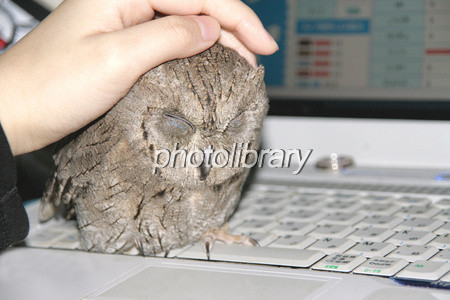 フクロウ欲しいの画像１１枚目！