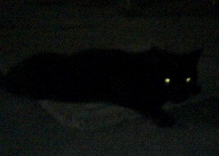 黒猫の最大の魅力の画像３６枚目！