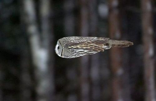 冬の鳥スレ<br />この季節に一度は見る鳥<br />スレ画はハクセキレイの画像１５枚目！