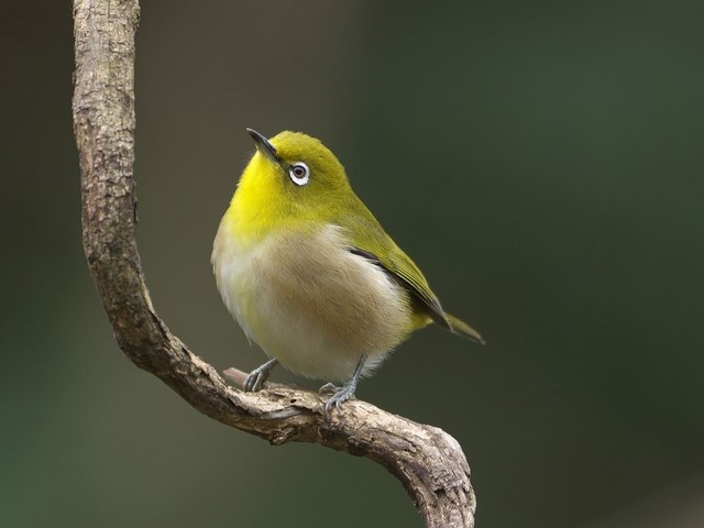 冬の鳥スレ<br />この季節に一度は見る鳥<br />スレ画はハクセキレイの画像１９枚目！