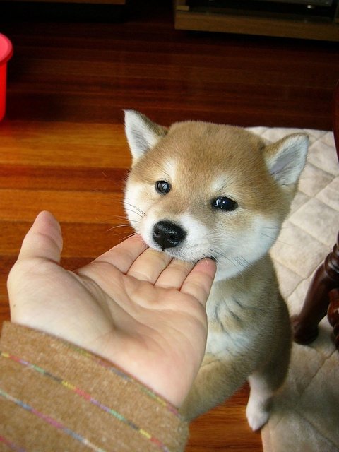 駄犬「ごすずん！さくらがさきはじめた」の画像１２枚目！