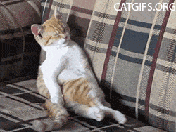 猫の画像８枚目！