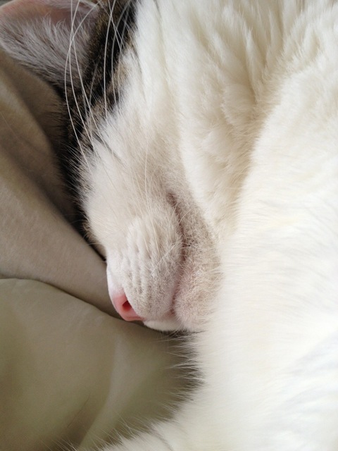 うちのネコの寝顔かわいすぎの画像１９４枚目！