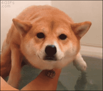 駄犬「ごすずん！さくらがさきはじめた」の画像１８枚目！