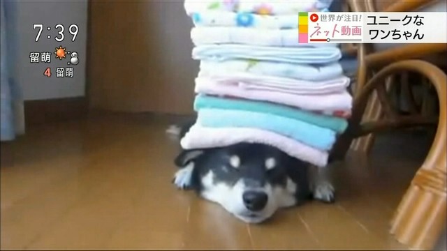 駄犬「ごすずん！さくらがさきはじめた」の画像７枚目！