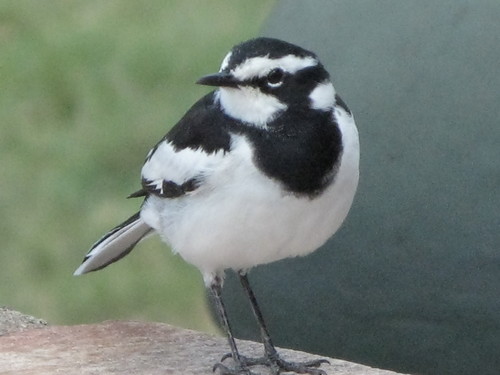 冬の鳥スレ<br />この季節に一度は見る鳥<br />スレ画はハクセキレイの画像１枚目！