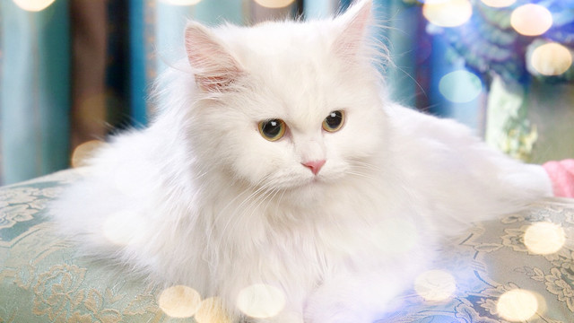 猫のきれいな画像を貼るよーの画像１６４枚目！