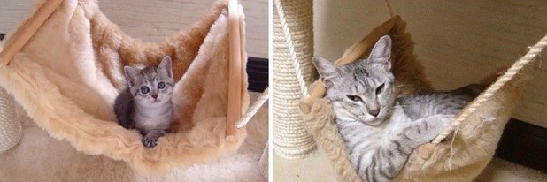 猫の今昔の画像６枚目！