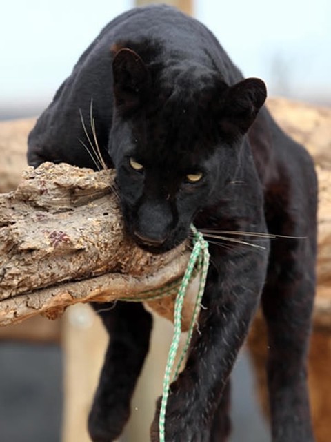 黒猫の最大の魅力の画像３枚目！