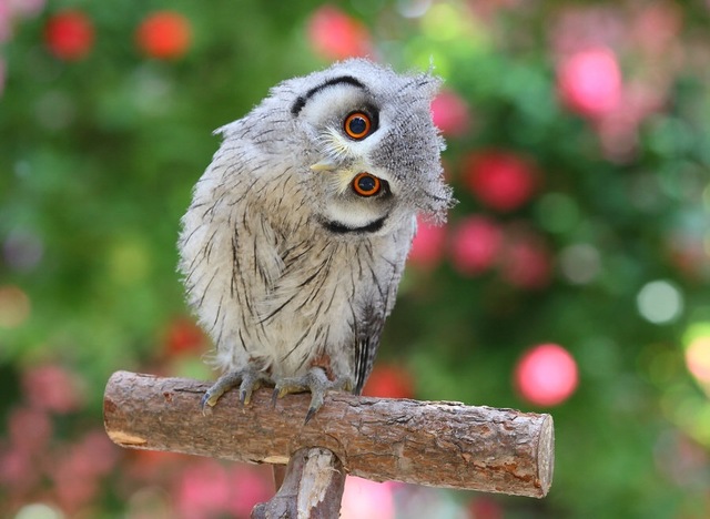 フクロウ欲しいの画像６枚目！