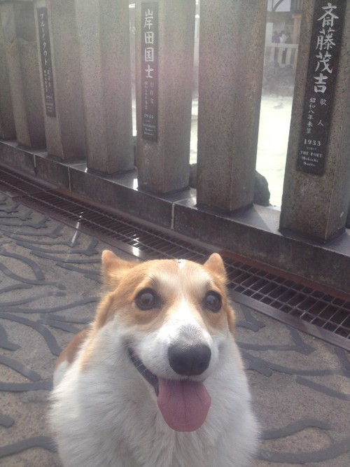 犬スレ：スクートで小熊山散策に行くぜ_201404182236_17