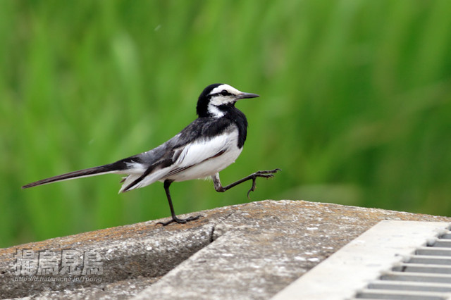 野鳥の画像１枚目！