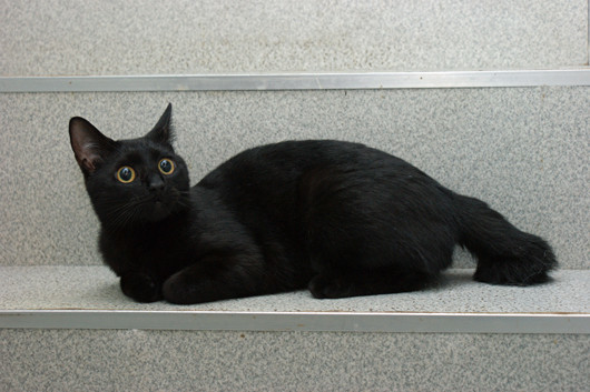 黒猫の最大の魅力の画像８枚目！