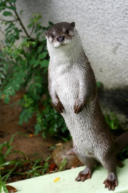 カワウソのスレの画像２０枚目！