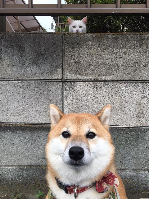 猫の画像５枚目！