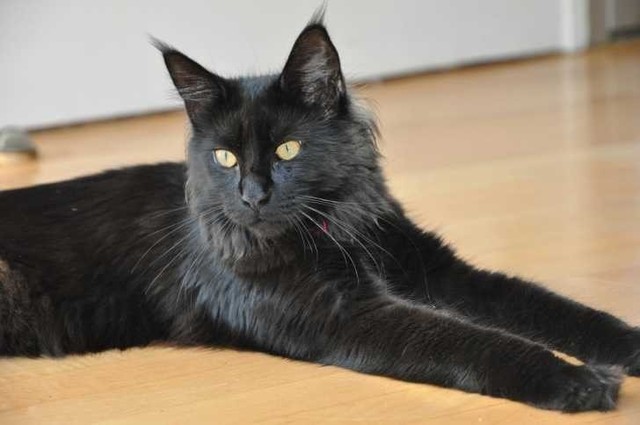 黒猫の最大の魅力の画像６枚目！