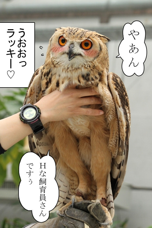 猛禽類かわいいの画像２７枚目！