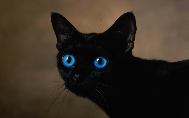 黒猫の最大の魅力の画像３９枚目！