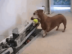 駄犬「ごすずん！さくらがさきはじめた」の画像３１枚目！