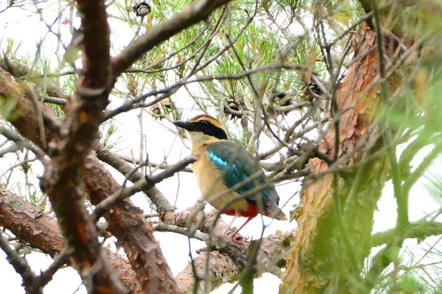 野鳥の画像３０枚目！