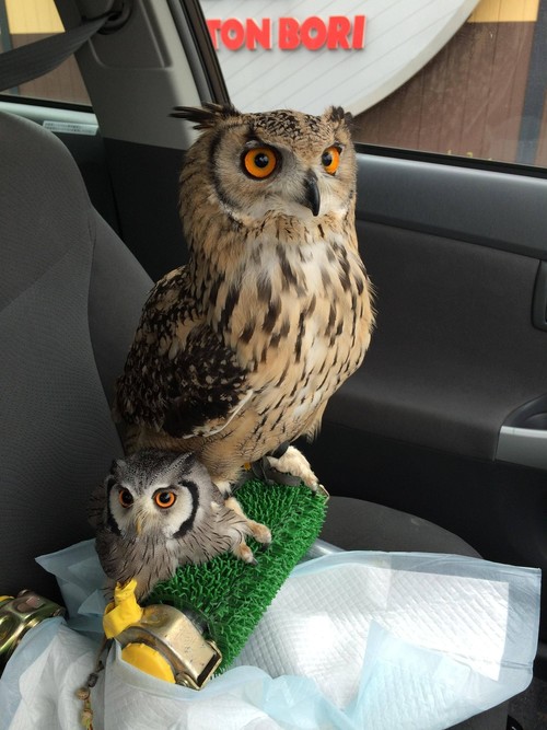 フクロウ飼ってから1年過ぎたけどの画像_201410202113_1