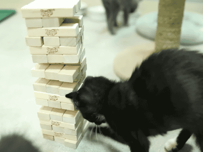 猫の画像２５枚目！