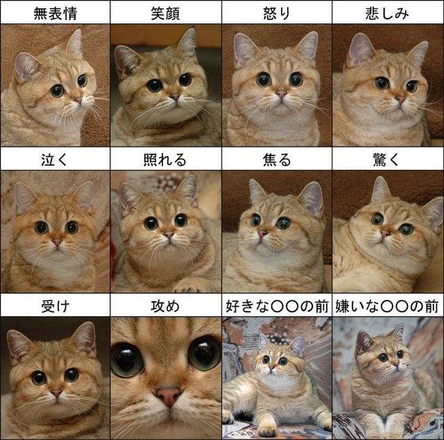 猫の画像２７枚目！