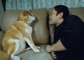 忠犬スレの画像１２枚目！