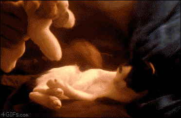 猫画像の画像７２枚目！