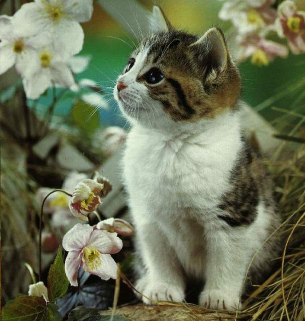 猫のきれいな画像を貼るよーの画像１０８７枚目！