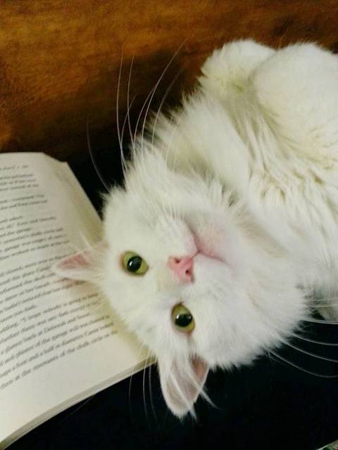 猫の画像５１枚目！