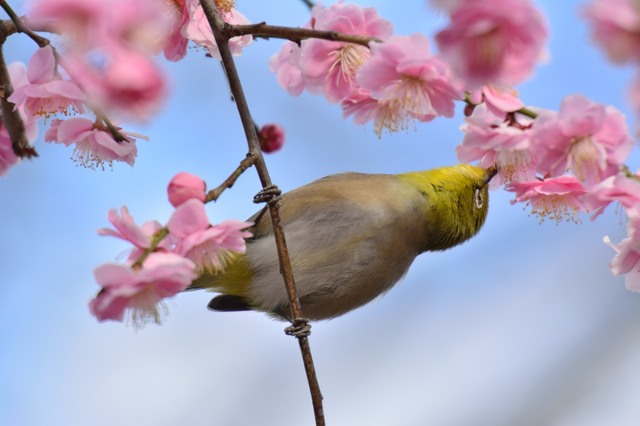 冬の鳥スレ<br />この季節に一度は見る鳥<br />スレ画はハクセキレイの画像２６枚目！