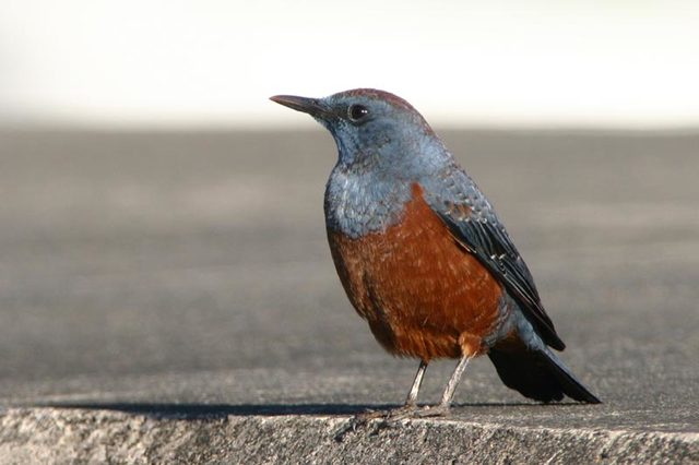 冬の鳥スレ<br />この季節に一度は見る鳥<br />スレ画はハクセキレイの画像８枚目！