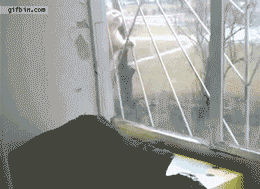 猫の画像２２枚目！