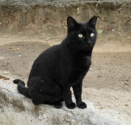 黒猫の画像３４枚目！