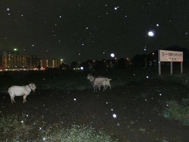 立川のヤギのスレの画像２枚目！