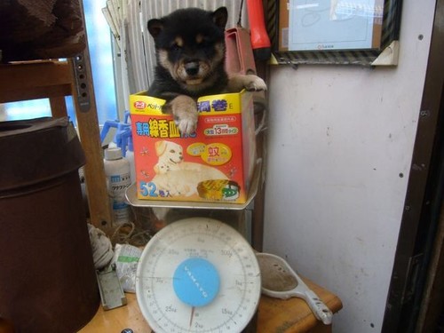 駄犬「ごすじんおさんぽつれてって」_201408090040_25