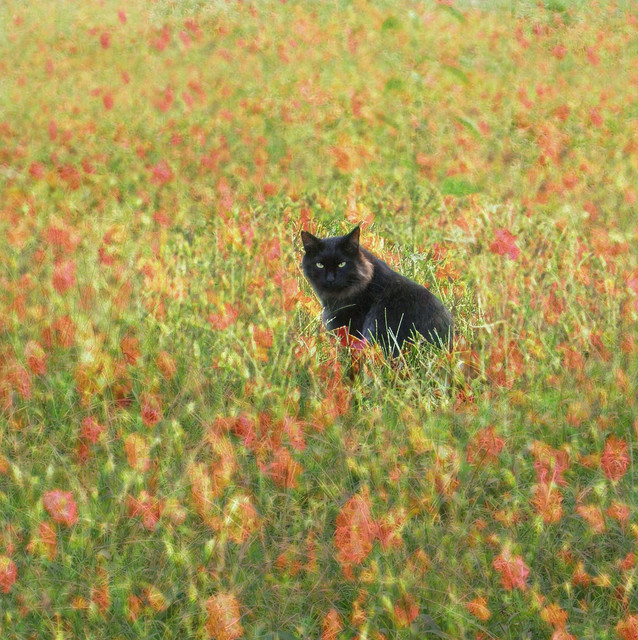 猫のきれいな画像を貼るよーの画像２７３枚目！