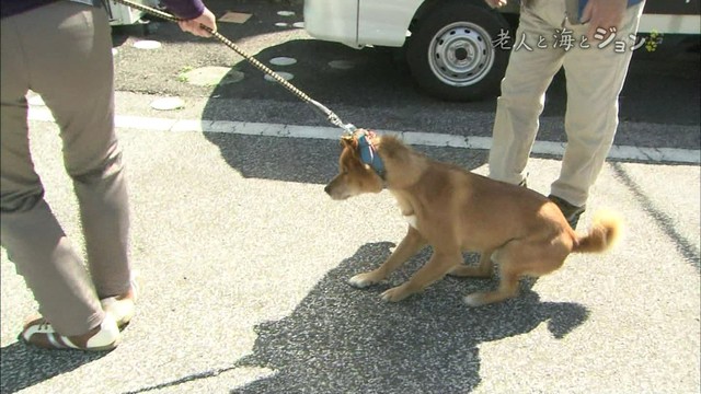 駄犬「ごすずん！さくらがさきはじめた」の画像２２枚目！