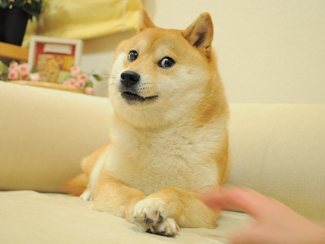 駄犬「ごすずん」の画像５枚目！