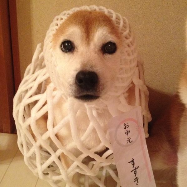駄犬「ごすずん」の画像３４枚目！