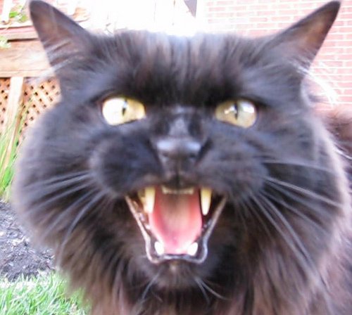 黒猫の最大の魅力の画像３５枚目！