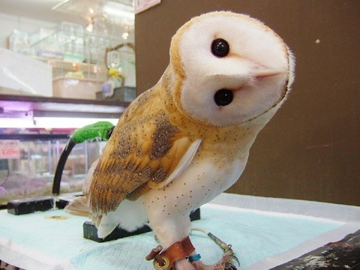 フクロウ欲しいの画像３枚目！
